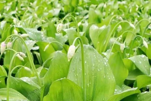 茖葱怎么种才能高产,科学育苗是关键