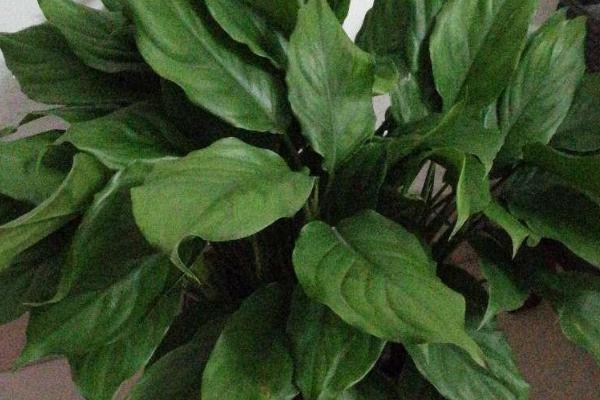 怎么养殖广东万年青,春秋季节需每隔3-4周追施1次饼肥水