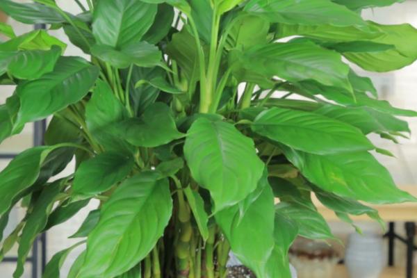 怎么养殖广东万年青,春秋季节需每隔3-4周追施1次饼肥水