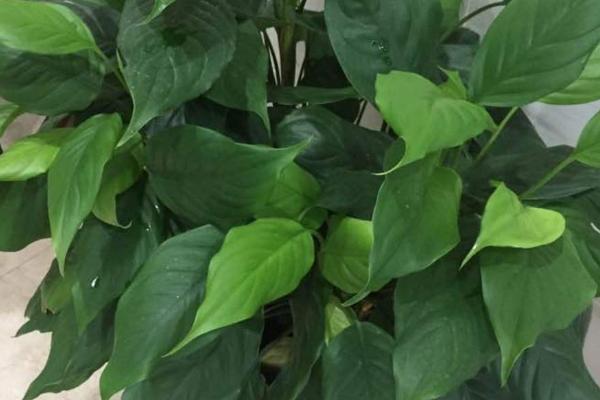 怎么养殖广东万年青,春秋季节需每隔3-4周追施1次饼肥水