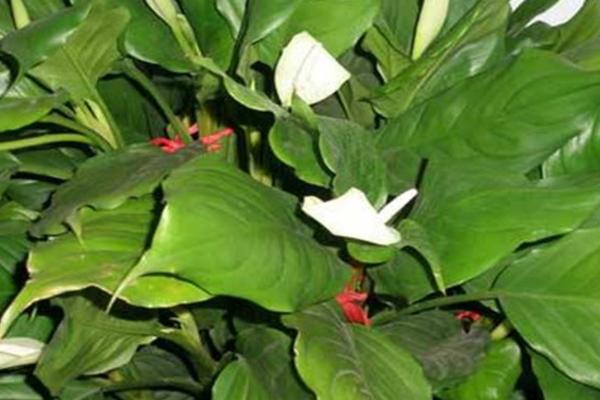 怎么养殖广东万年青,春秋季节需每隔3-4周追施1次饼肥水
