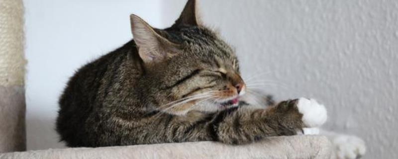 猫咪为什么会不停地发出咕噜声，可能是因为它正感到身体比较舒适