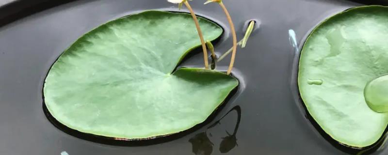 一叶莲到底属于喜阳还是喜阴植物，它属于喜阳的水生植物