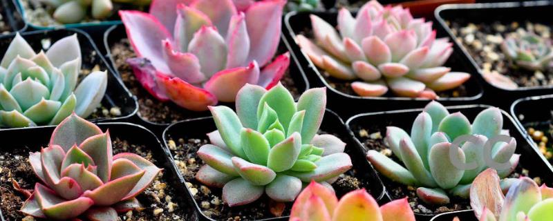 秋季多肉植物养护的注意事项有哪些，一定要注意做好遮阴工作