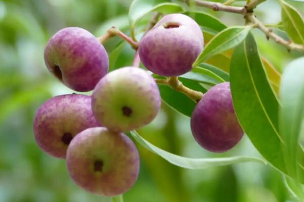 茶梨的形态特征,叶簇生枝顶、花朵聚生于枝端及叶腋