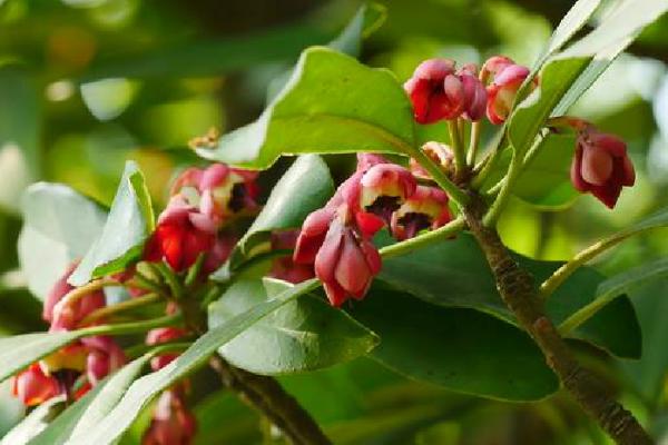 茶梨的形态特征,叶簇生枝顶、花朵聚生于枝端及叶腋