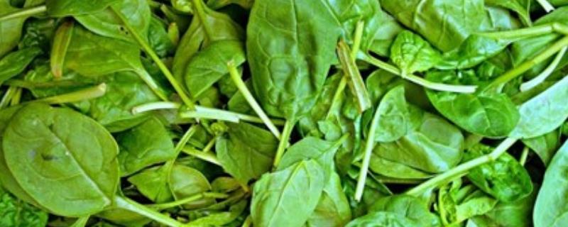 秋菠菜的科学栽培技术有哪些，在播种之前需要进行浸种和催芽处理