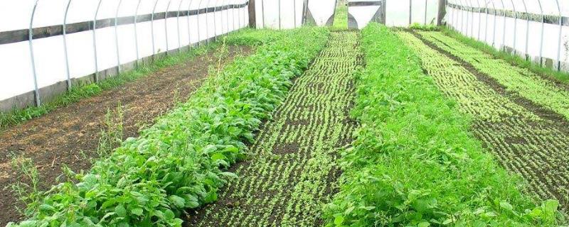 冬季大棚里的蔬菜应该如何通风换气，当大棚内的温度已经高于蔬菜生长的温度时进行