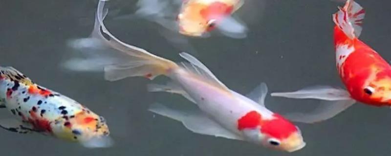 锦鲤为什么不肯吃水面上的浮食，可能是因为它还没有完全适应新的生活环境