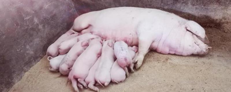 母猪该如何科学进行管理，需要为其提供充足均衡的营养并严禁饲喂发霉变质饲料