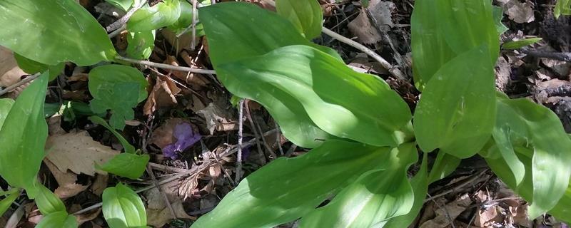 茖葱究竟怎么种植才能实现高产,掌握科学的育苗方法是成功的关键