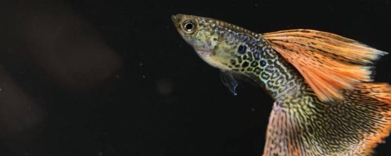 孔雀鱼在繁殖之前会排出粗便吗，是不是因为喂食了太多食物导致的