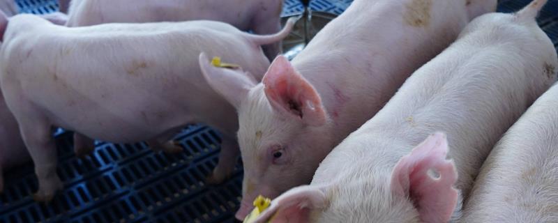 母猪一次具体能产下多少个小猪，产仔的数量并且确实不是完全固定的