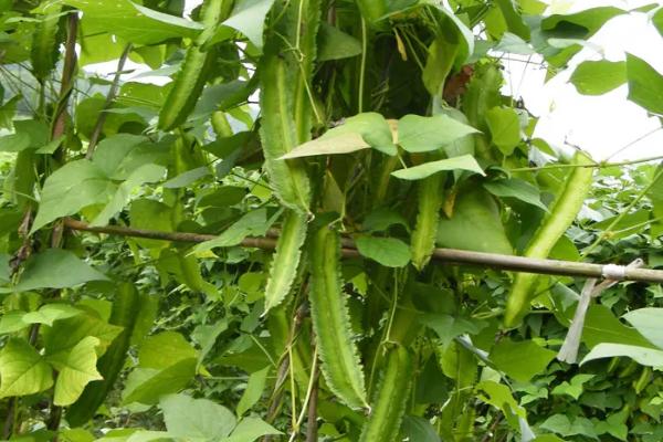 四棱豆冬天可以种植吗,气候寒冷的冬天不适合种植四棱豆