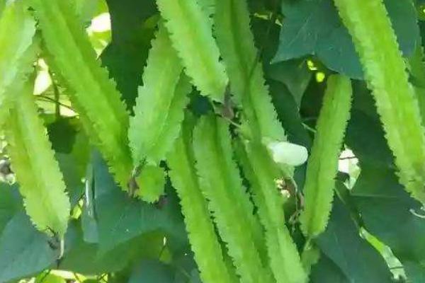 四棱豆冬天可以种植吗,气候寒冷的冬天不适合种植四棱豆