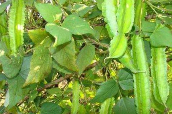 四棱豆冬天可以种植吗,气候寒冷的冬天不适合种植四棱豆