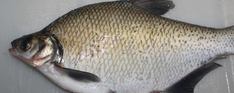 鳊鱼到底好不好钓，其实这种鱼的垂钓难度并不算大