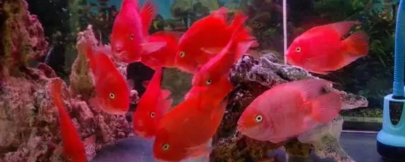 财神鱼究竟能和哪些品种混养，地图鱼和鹦鹉鱼都很适合与其搭配混养