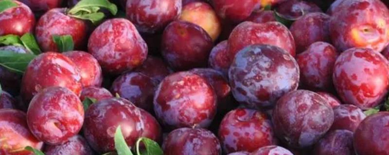 李子的具体种植条件是什么，种植过程中需提供充足的光照和非常适宜的湿度