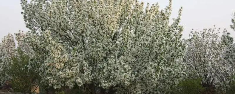八棱海棠的种植方法有哪些，可以带土团进行栽植、栽种后必须要浇足水分
