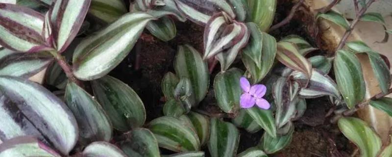 吊竹梅的具体开花时间，通常分布在每年的7月至8月之间
