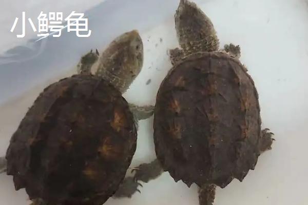 鳄龟的品种怎么区分,大鳄龟的背甲呈棕色、小鳄龟的背甲呈棕黄色或黑褐色