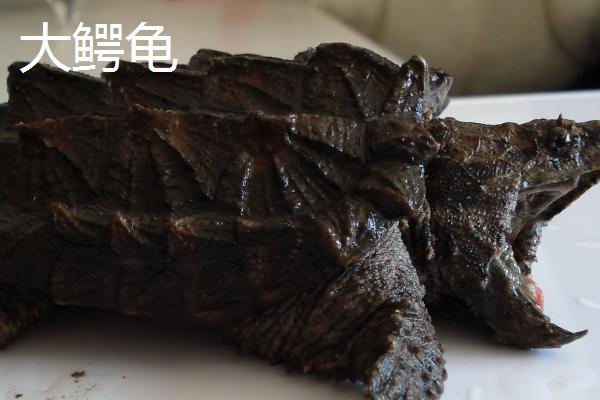 鳄龟的品种怎么区分,大鳄龟的背甲呈棕色、小鳄龟的背甲呈棕黄色或黑褐色