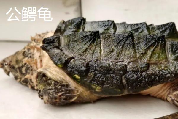 鳄龟的品种怎么区分,大鳄龟的背甲呈棕色、小鳄龟的背甲呈棕黄色或黑褐色