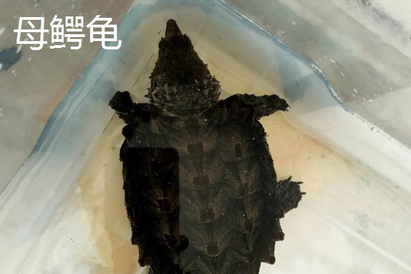 鳄龟的品种怎么区分,大鳄龟的背甲呈棕色、小鳄龟的背甲呈棕黄色或黑褐色