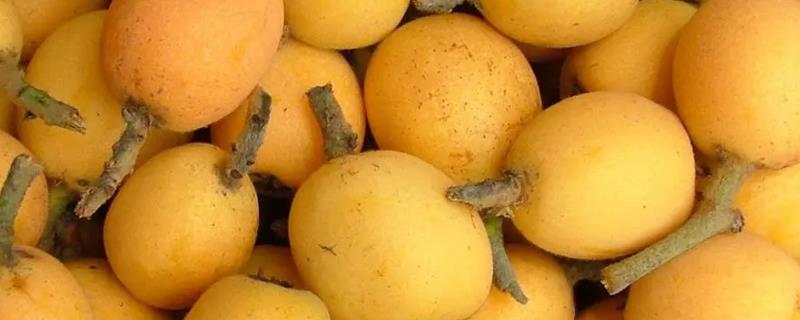 枇杷的具体种植方法有哪些，果树定植之后需要在植株旁边立起支柱吗