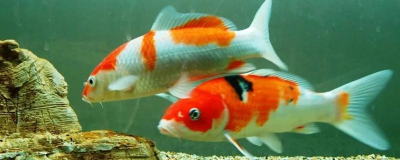 锦鲤鱼应该怎样饲养才好，首先需要格外注意如何正确换水