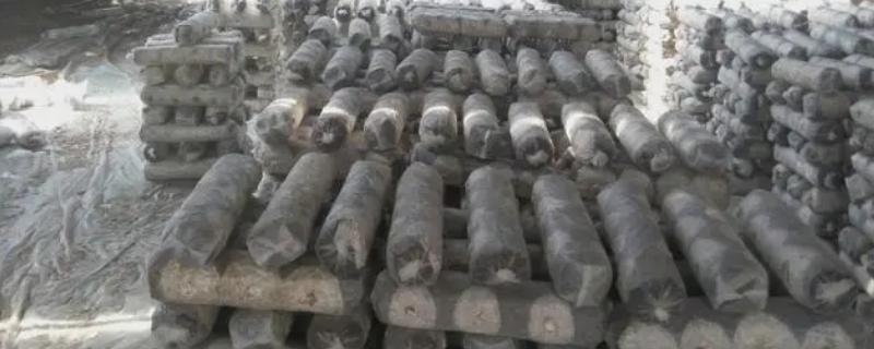 草菇袋式种植方法有哪些，先对培养料进行高温杀菌后再接入菌种