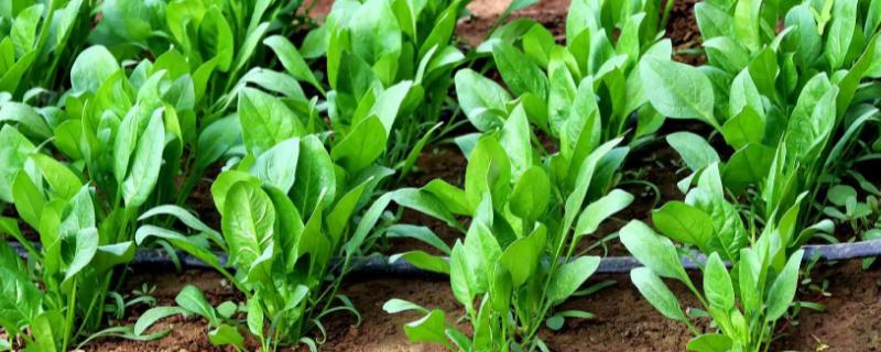 菠菜在什么时间种植比较合适，它在一年四季其实都是可以种植的