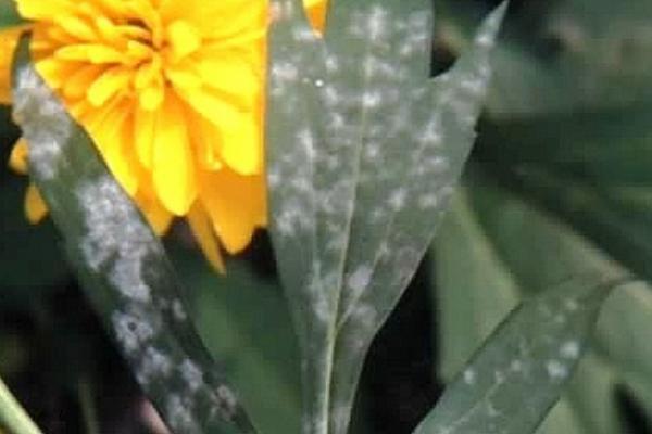 非洲菊白粉病,主要为害叶片