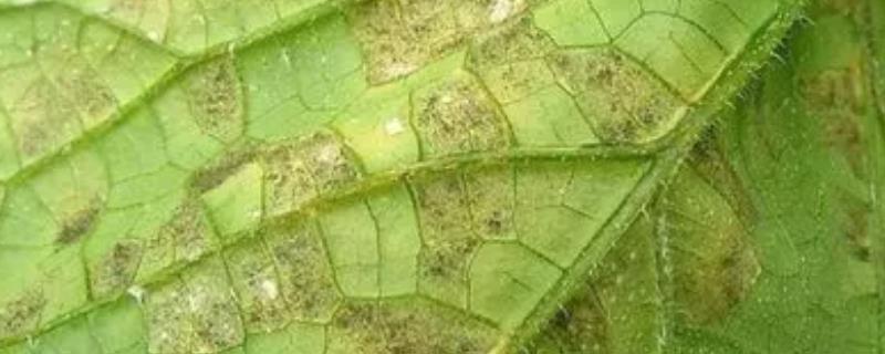 该如何防治黄瓜霜霉病，可以考虑选择种植天津5918与津杂4号等优良抗病品种