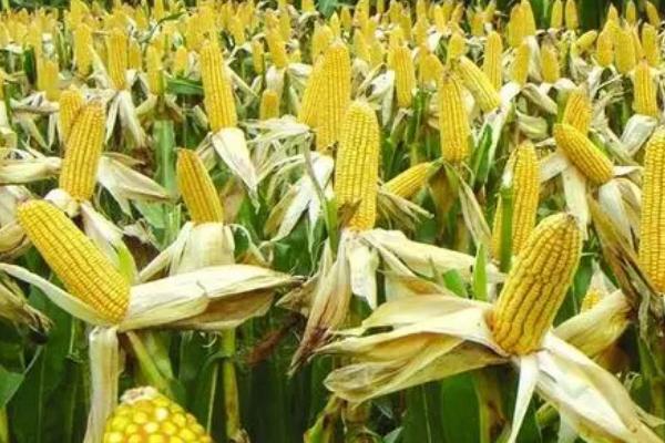 玉米缺苗断垄的原因,种子质量差容易出现缺苗断垄及大小苗情况