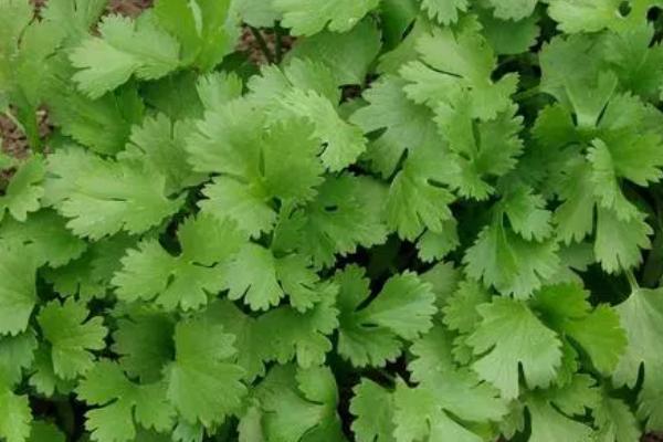 秋季怎么管理香菜，每隔5-7天要浇一次水