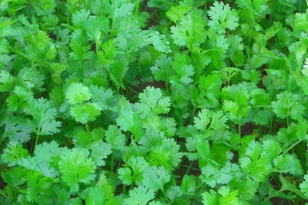 秋季怎么管理香菜，每隔5-7天要浇一次水