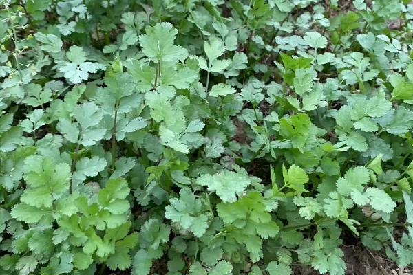 秋季怎么管理香菜，每隔5-7天要浇一次水