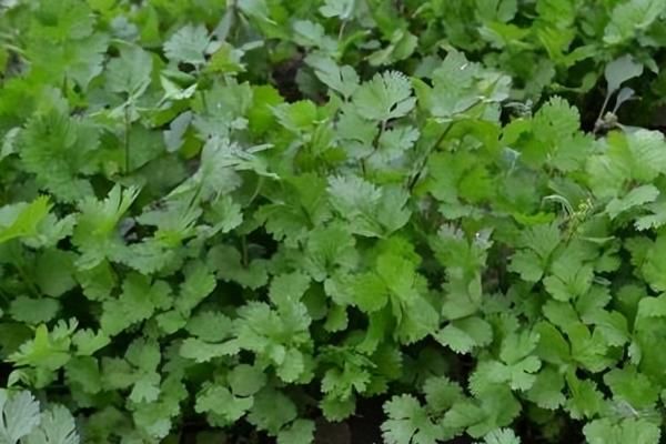 秋季怎么管理香菜，每隔5-7天要浇一次水