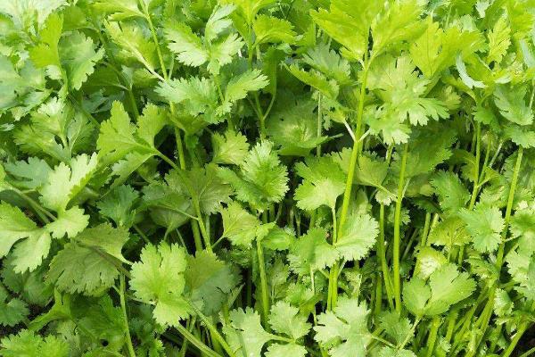 秋季怎么管理香菜，每隔5-7天要浇一次水