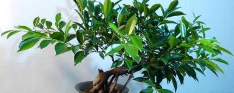 如何正确修剪平安树盆栽,只需要按照自己想要的形状进行修剪即可