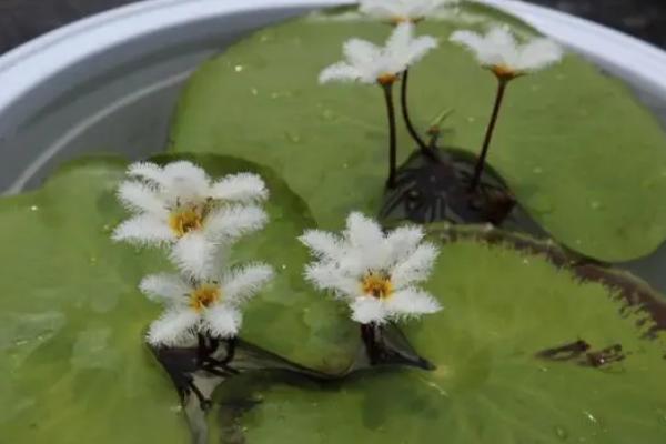 一叶莲属于喜阳还是喜阴植物，属于喜阳水生植物