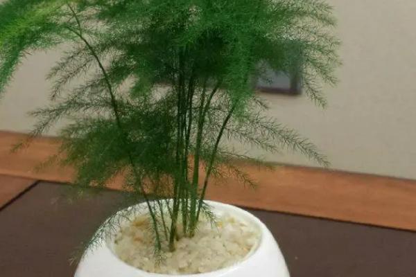 文竹需要什么肥料,可施用以有机肥沤制成的液肥