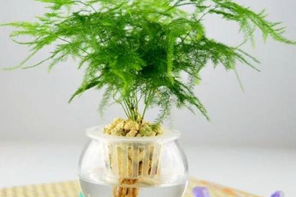 文竹需要什么肥料,可施用以有机肥沤制成的液肥