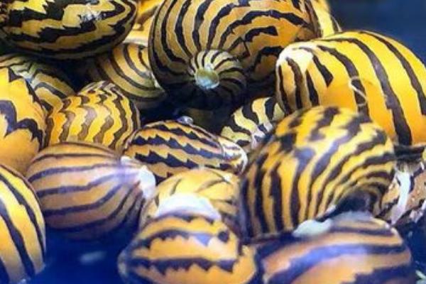 斑马螺吃什么，以浮游生物的藻类为主