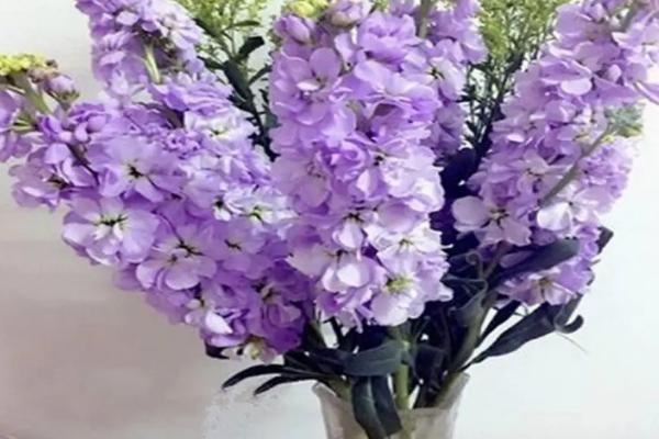 紫罗兰是什么颜色,蓝里透紫且紫里带蓝