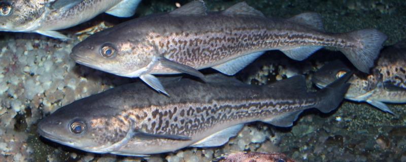 无头鱼究竟属于什么品种的鱼类，通常情况下指的就是深海中的黄线狭鳕