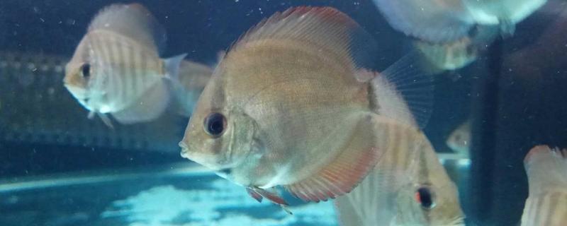 2公分长的七彩鱼苗具体该怎么养，建议使用比较小的裸缸来进行饲养