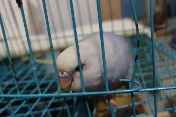 虎皮鹦鹉养殖注意事项,幼鸟期需加强补钙